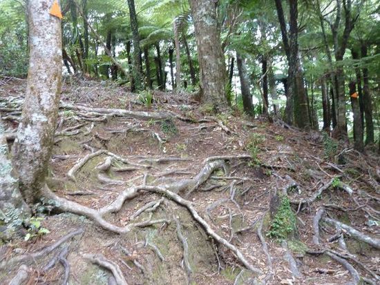 offizieller Wanderweg in Neuseeland