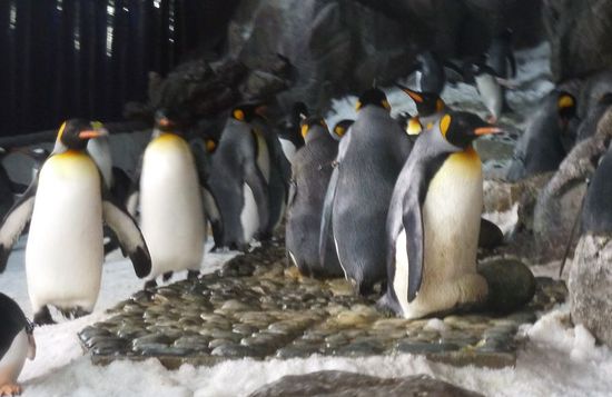 Kaiserpinguine