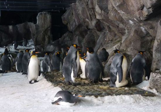 Kaiserpinguine