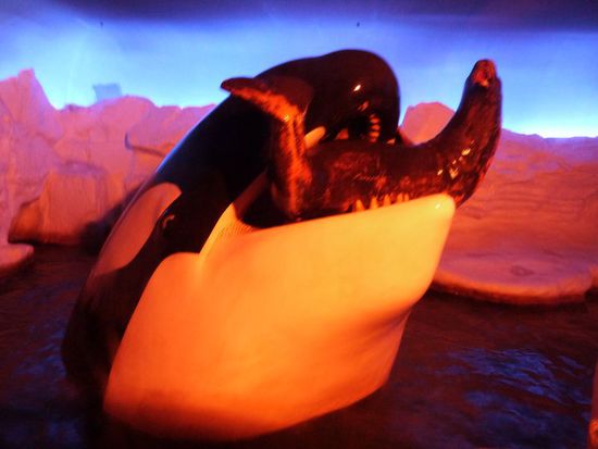 Orca mit Robbe im Maul, zum Glück nicht echt 
