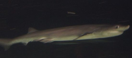 Hai - etwa 1 Meter von mir entfernt...