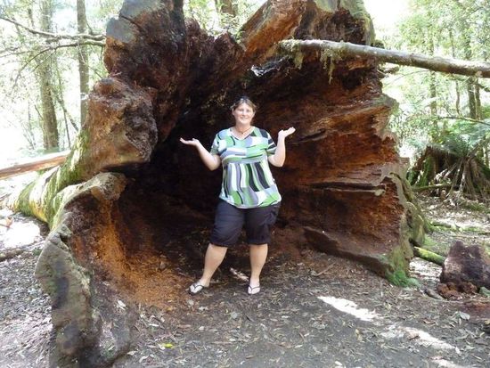 nur einer von hunderten umgestürzten Bäumen im Mt Field Nationalpark