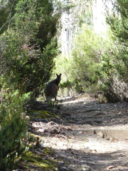 Wallaby