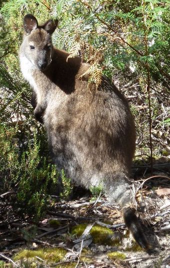 Wallaby, ca. 2 Meter von mir entfernt