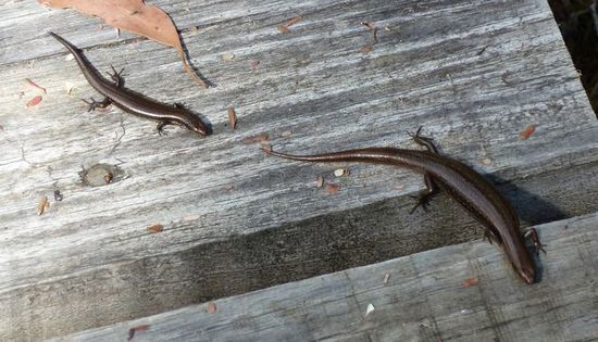 zwei Echsen, 10 cm von meinem Fuß entfernt