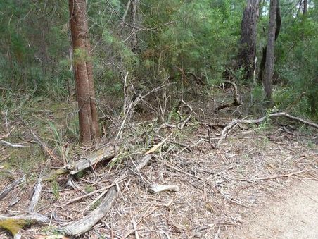 Tasmanische Wälder bestehen fast nur noch aus toten und umgekippten Bäumen