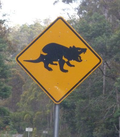Achtung! Tasmanische Teufel sind unterwegs...
