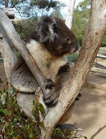 Koala mit Eukalyptus zum Mittagessen (meine Hände haben am Schluss auch danach gerochen)