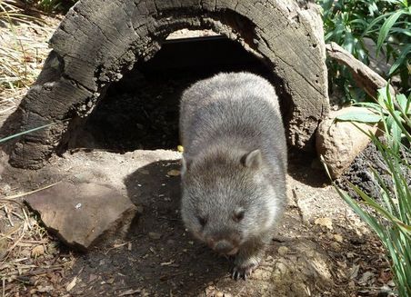 Wombat