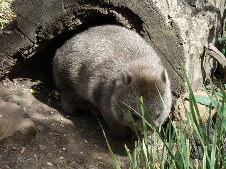 Wombat