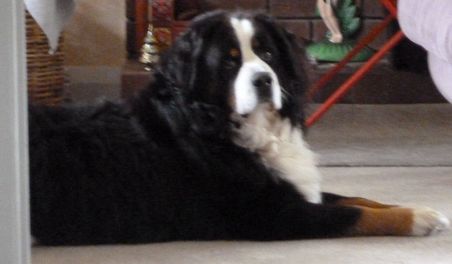 Bruno - der Berner Sennenhund