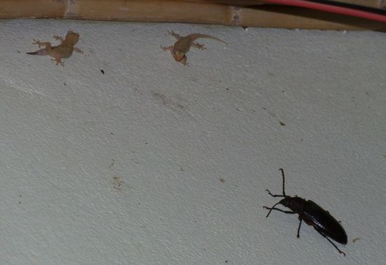 auch das gehört zu Fiji, unzählige Geckos, riesige Kakerlaken und noch mehr Frösche