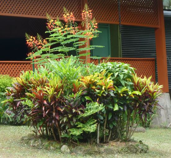 Fijianische Blumen, wie man sie hier überall sieht. Name - keine Ahnung
