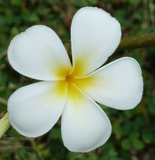 Diese Blume ist der Inbegriff von Fiji, man sieht sie an jeder Ecke und es gibt sie nachgemacht und aus Plastik überall zu kaufen 