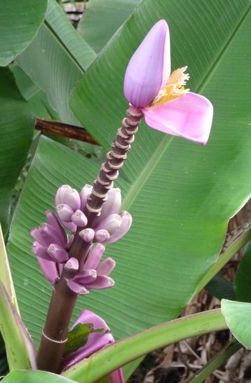 Blume in der Nähe der Rainbow Falls
