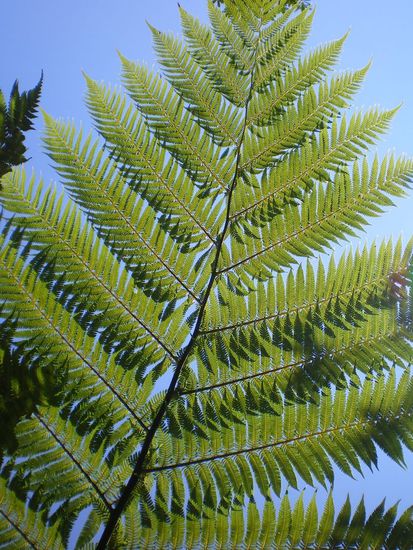 Neuseeländischer Farn, einfach an jeder Ecke hier zu finden