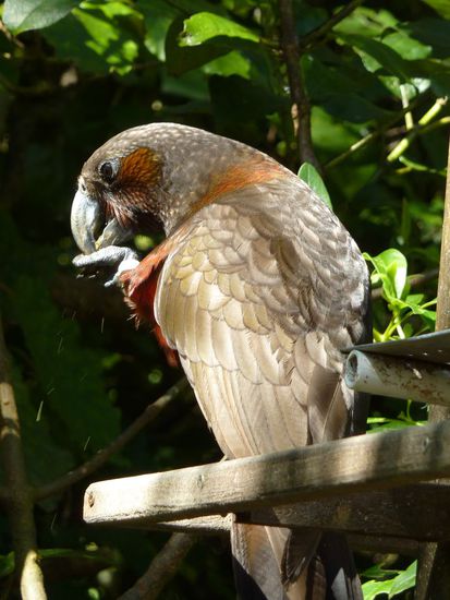 Kaka beim Futtern, ca. 30 cm gross