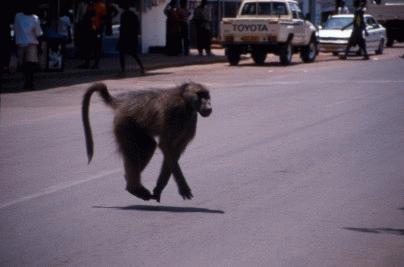 In Vic-Falls war der Affe los.