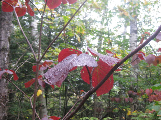 Schöne Blätterfärbung