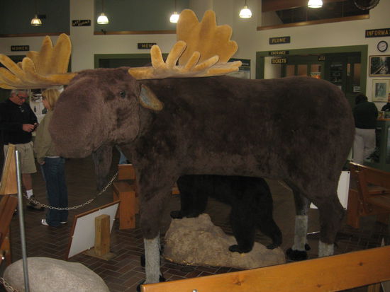 Dieser Elch heisst Max