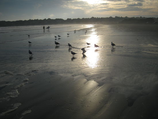 ... Strand mit Möwen