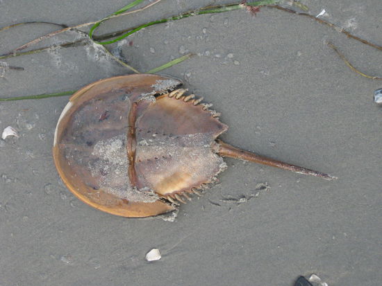 ???? Was auch immer das sein mag! Durchmesser ca. 20 cm, sah von unten aus wie eine Krabbe