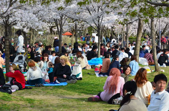 Hanami in Osaka