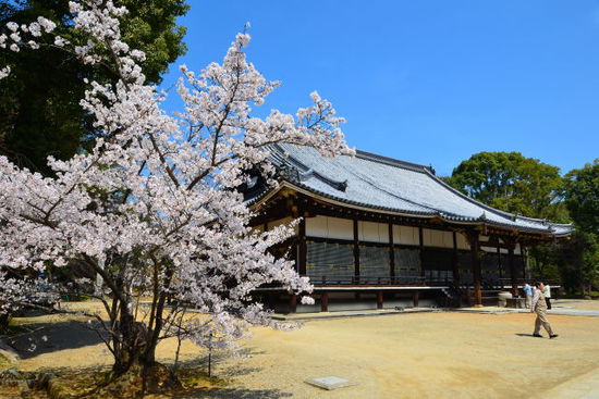 Kondo Halle