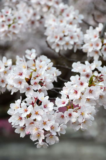 Sakura in Kyoto