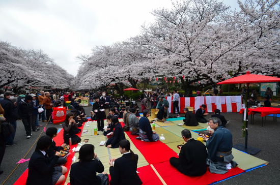 Typisch für ein Hanami ist die blaue Plane, Bier, Sake und O-Bento