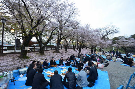 Auch hier wurde Hanami gefeiert