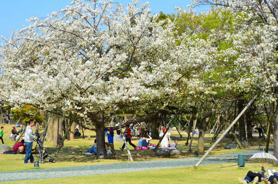 Sakura in Nagasaki