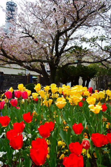 Wo Holländer sind, sind Tulpen nicht weit.