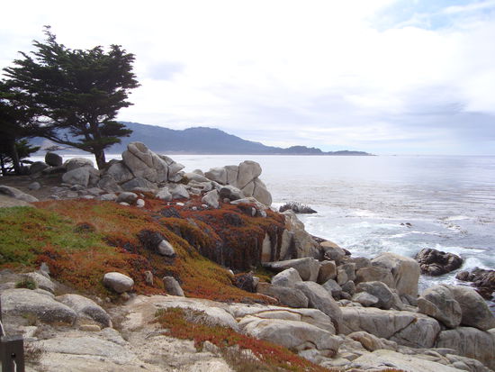 Am 17-Mile-Drive in der Nähe von Monterey