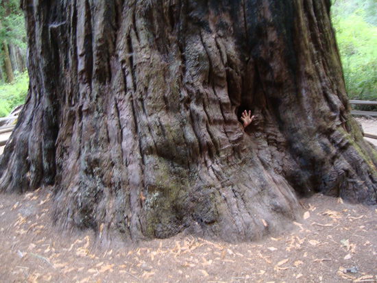 Kurz vor San Francisco machen wir einen kleinen Abstecher ins Inland zum Big Bassin Redwoods State Park, in dem wir auch übernachten. Einfach wahnsinnig beeindruckend, diese riesigen Bäume; kaum einzufangen mit der Kamera...