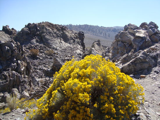 Auf dem jungen Vulkan