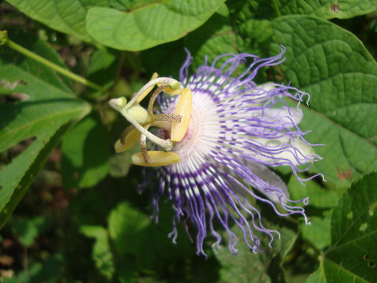 Mir unbekannte, interessante Blume 