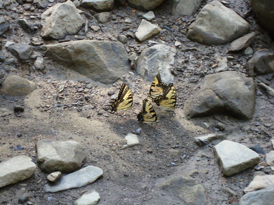 Immer wieder Schmetterlinge