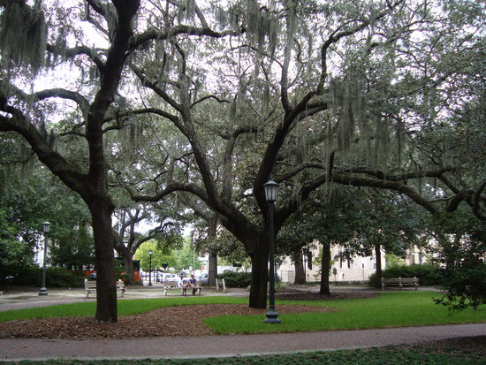 Einer der vielen Plätze mit von Spanischem Moos behangenen Bäumen