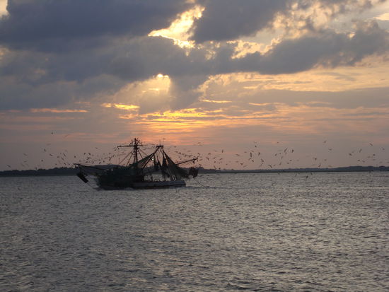 Ein Krabbenfischer fährt abends in den Hafen zurück. Hinter dem Schiff schwimmer Delfine, die ein paar Krabben abhaben wollen...