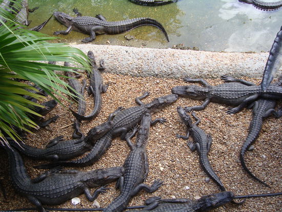 Alligatoren! Diese sind eingesperrt, aber im "Marshland" zwischen Savannah und Tybee Island leben sie tatsächlich auch wild...