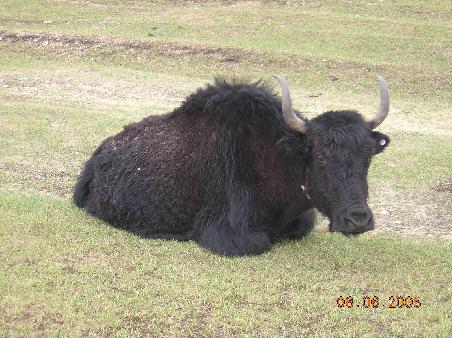 Yak