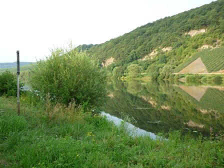 Die Mosel bei Neumagen-Dhron