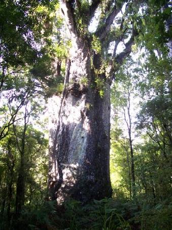 "Der Koenig des Waldes", ca.4000 Jahre alt mit einem Stammumfang von gut 17m. Kommt leider auf dem Bild nicht so rueber, aber der kleine Baum auf der rechten Seite (der schwarze Strich), das ist ein Baum, wie wir ihn normalerweise kennen, sprich eine Person mit langen Armen kann ihn grad so umarmen.