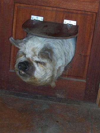 Das Schwein Dolores will durch die Hundeklappe springen, leider hat sie sich dabei etwas mit ihrer Statur vertan...