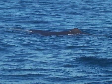 Unser erster Wal. Dadurch das sie soweit im Wasser liegen, ist die wahre Groesse auf dem Foto leider nur zu erahnen.