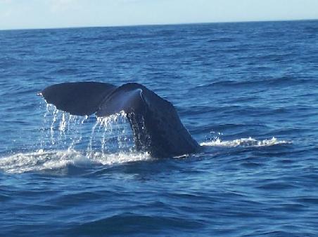 Na, wer macht denn da auf Free Willy?