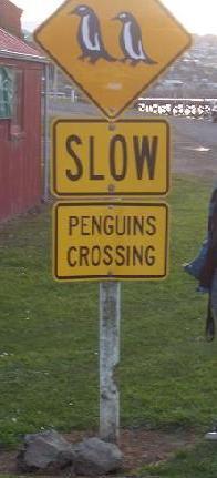 Achtung, Pinguine kreuzen die Fahrbahn!