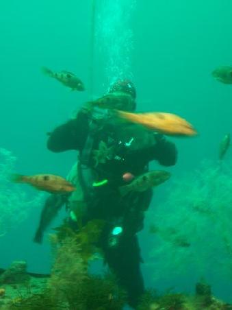 Die 1m dicken Fensterscheiben muessen auch geputzt werden. Die neugierigen Fische sind dem Taucher die ganze Zeit hinterhergeschwommen.