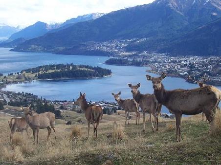 Nee, die waren gar nicht neugierig... im Hintergrund die Aussicht ueber Queenstown